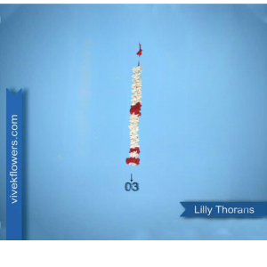 Lilly Toran - Design 03