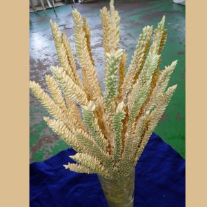 Coconut flower