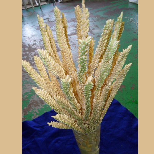 Coconut flower