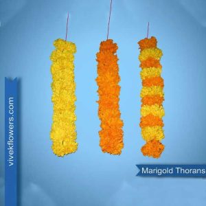 Marigold Strings - Alternative