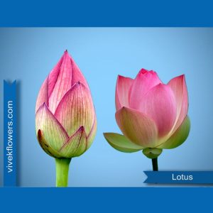 Pink Lotus