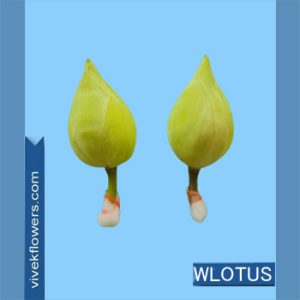 White Lotus