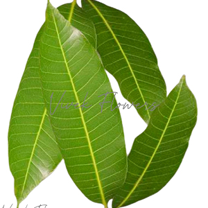 Mango leaves