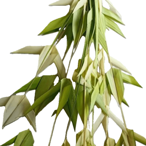 Thenamkuruthu Coconut Leaves