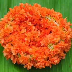 Kanakambaram Strings - 6ft