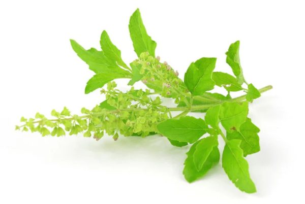 Tulsi Leaves